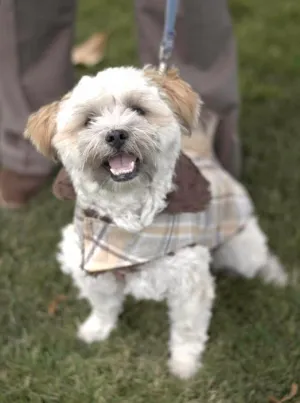 Dog Coat, Reversible - Wool Plaid with Cuddly Faux Fur - Sold Out!